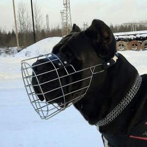 Намордник для кобеля кане-корсо